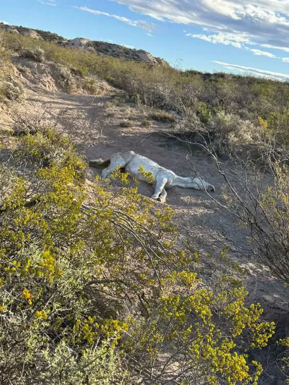 animales muertos2