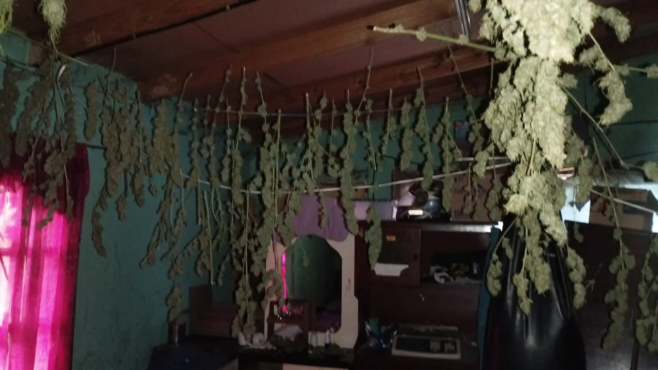 ALLANAMIENTOS MARIHUANA