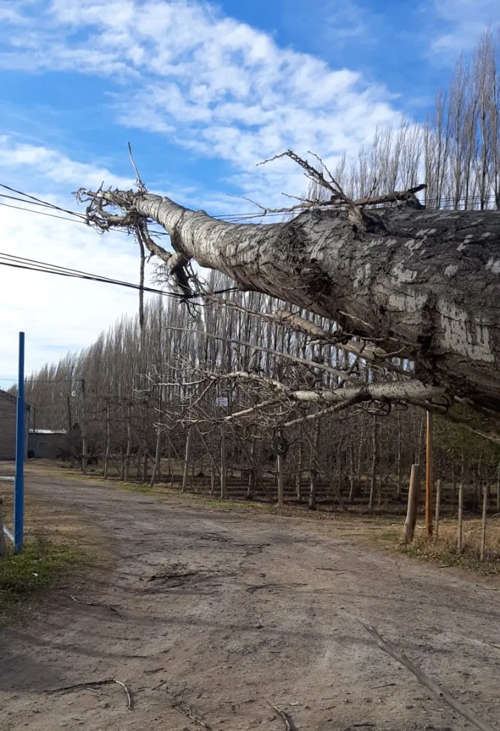 Edersa caida de arboles