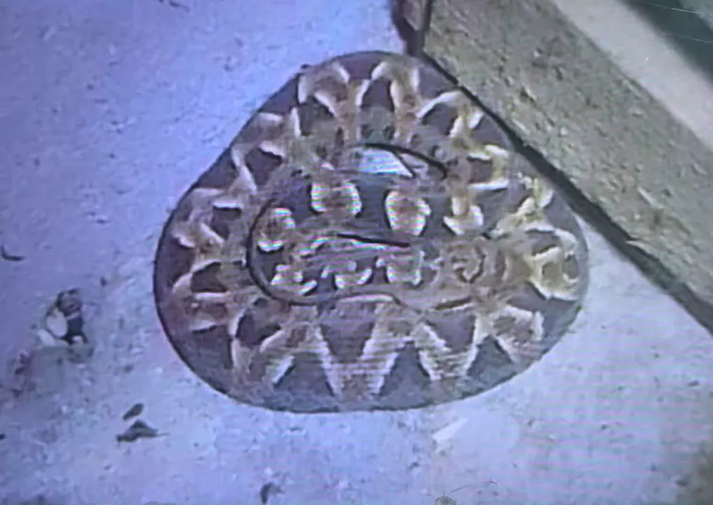 serpiente yarará