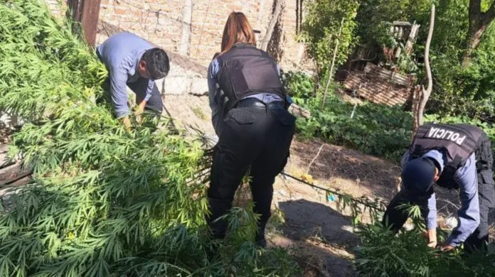 plantas marihuana2