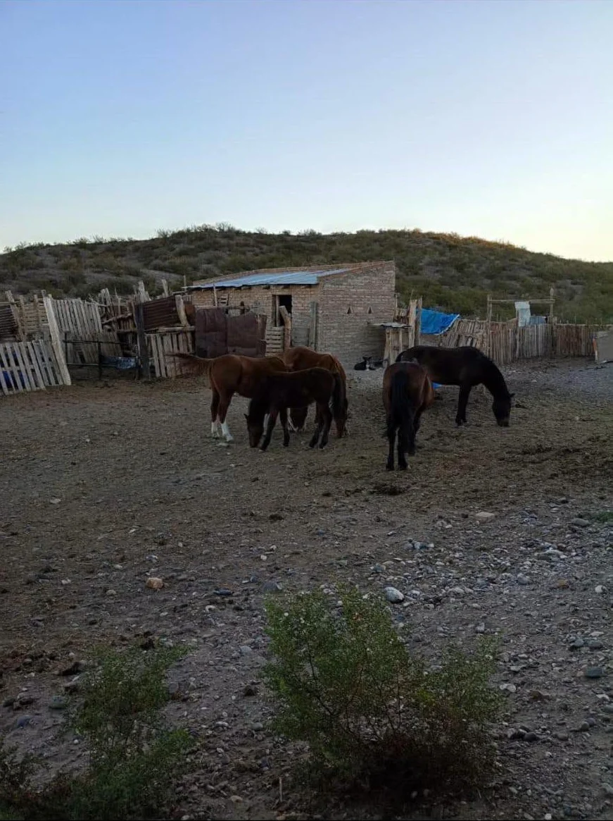 caballos robados