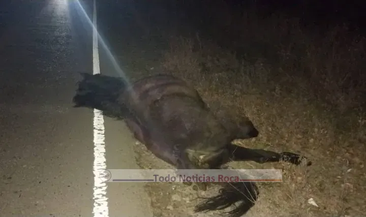 jeep choque caballo (1)