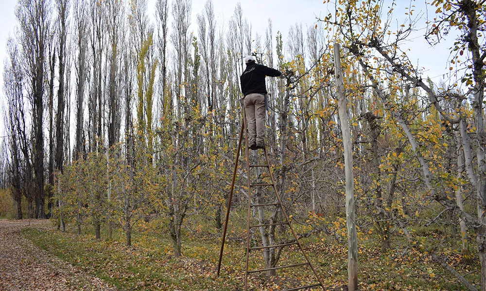 peras-manzanas-poda