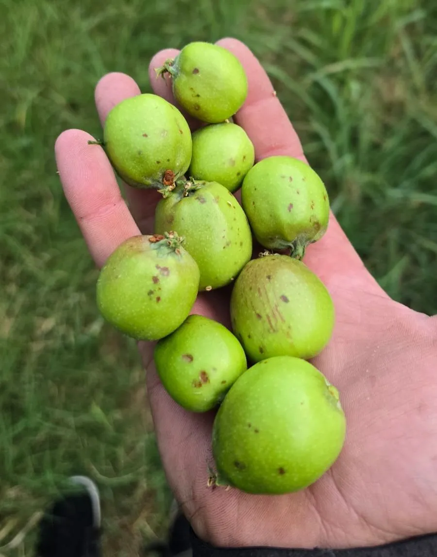 fruta dañada granizo