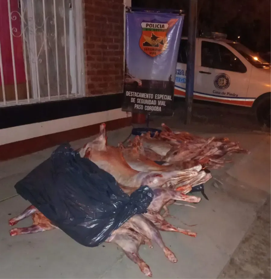 corderos decomisados