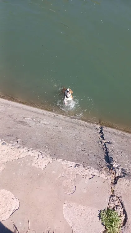 perrita canal grande2