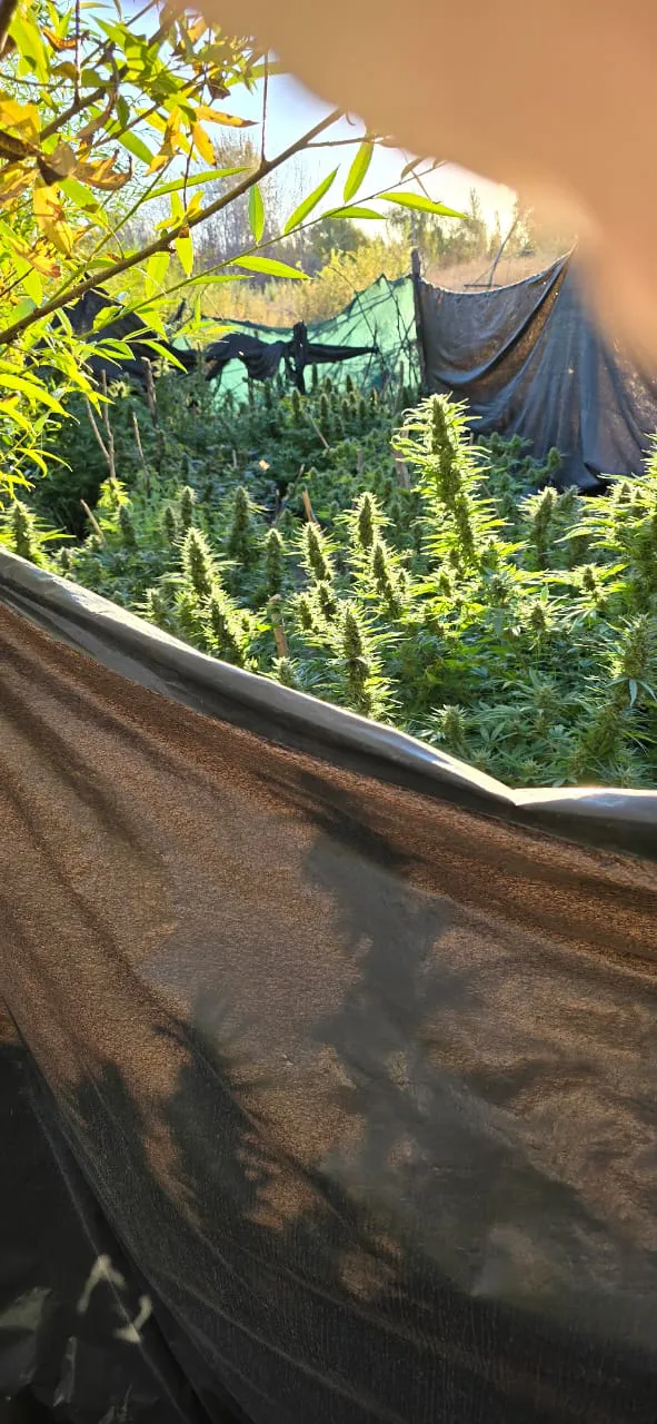 allanamientos marihuana