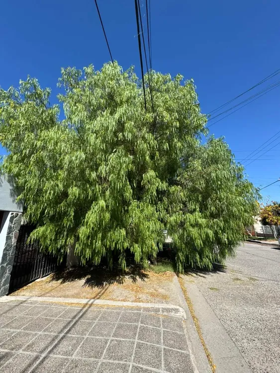 arbol sobre la vereda