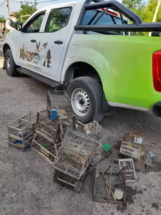 aves silvestres3
