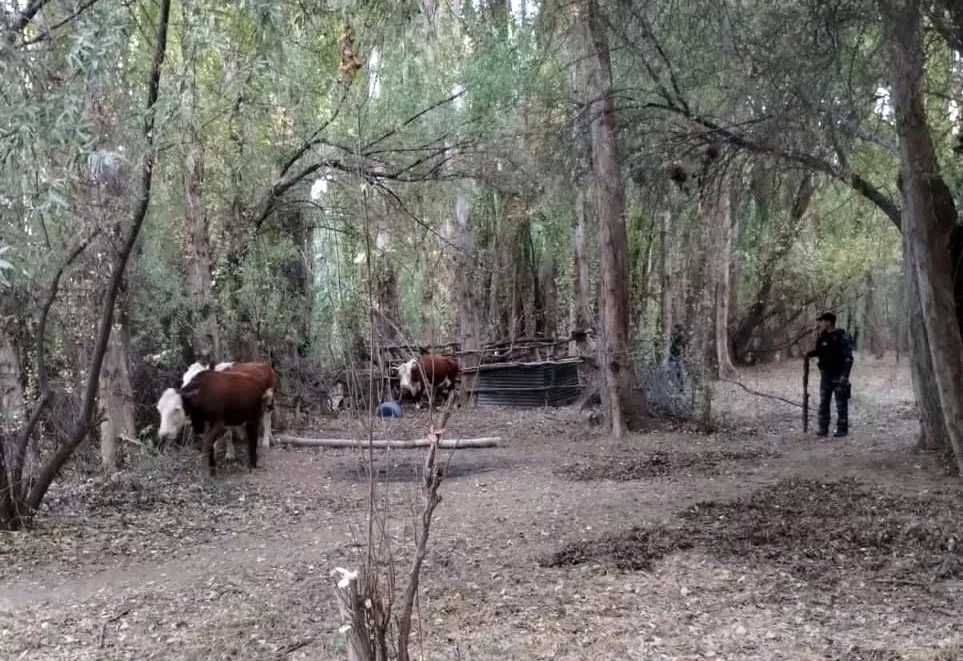 animales recuperados