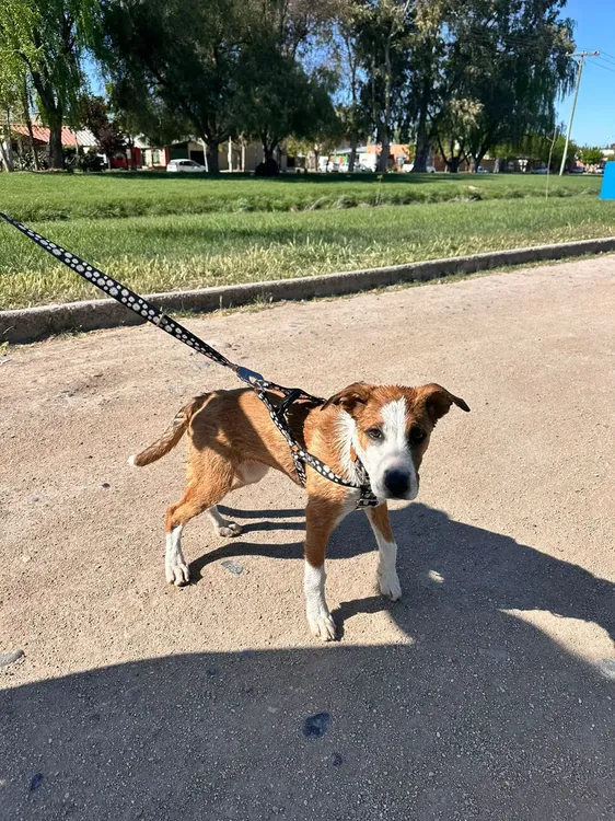 perrita canal grande