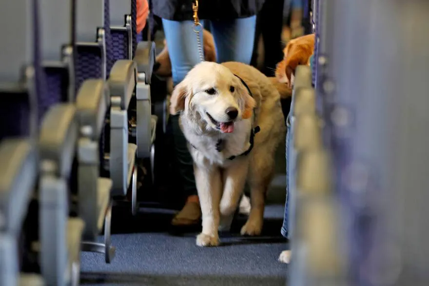 perro transporte viajes