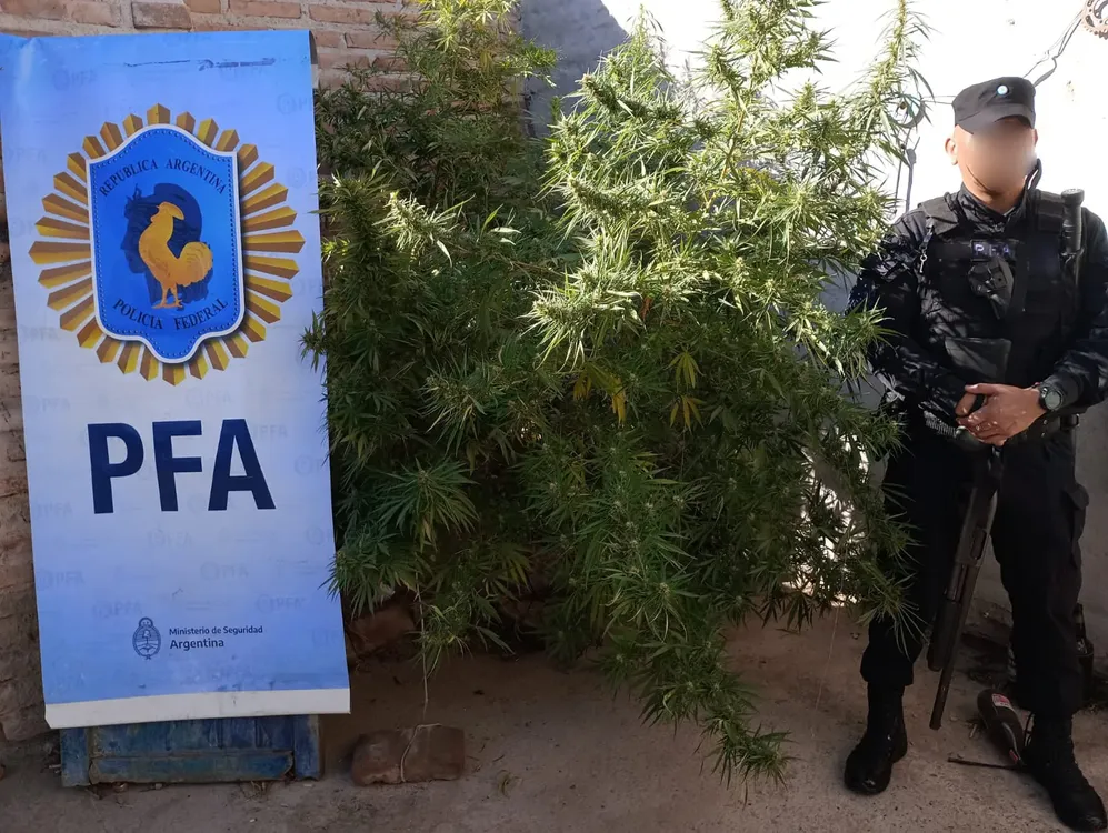 plantas de marihuana PFA (1)