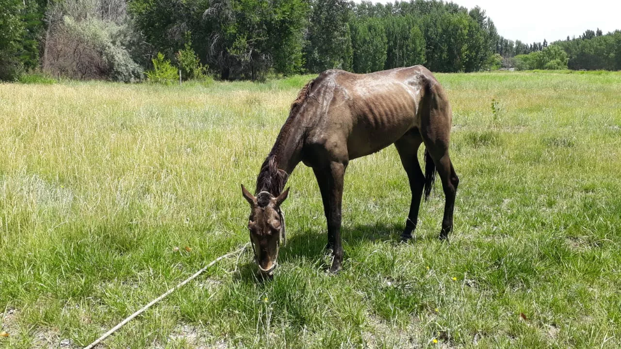 caballo rescatado3