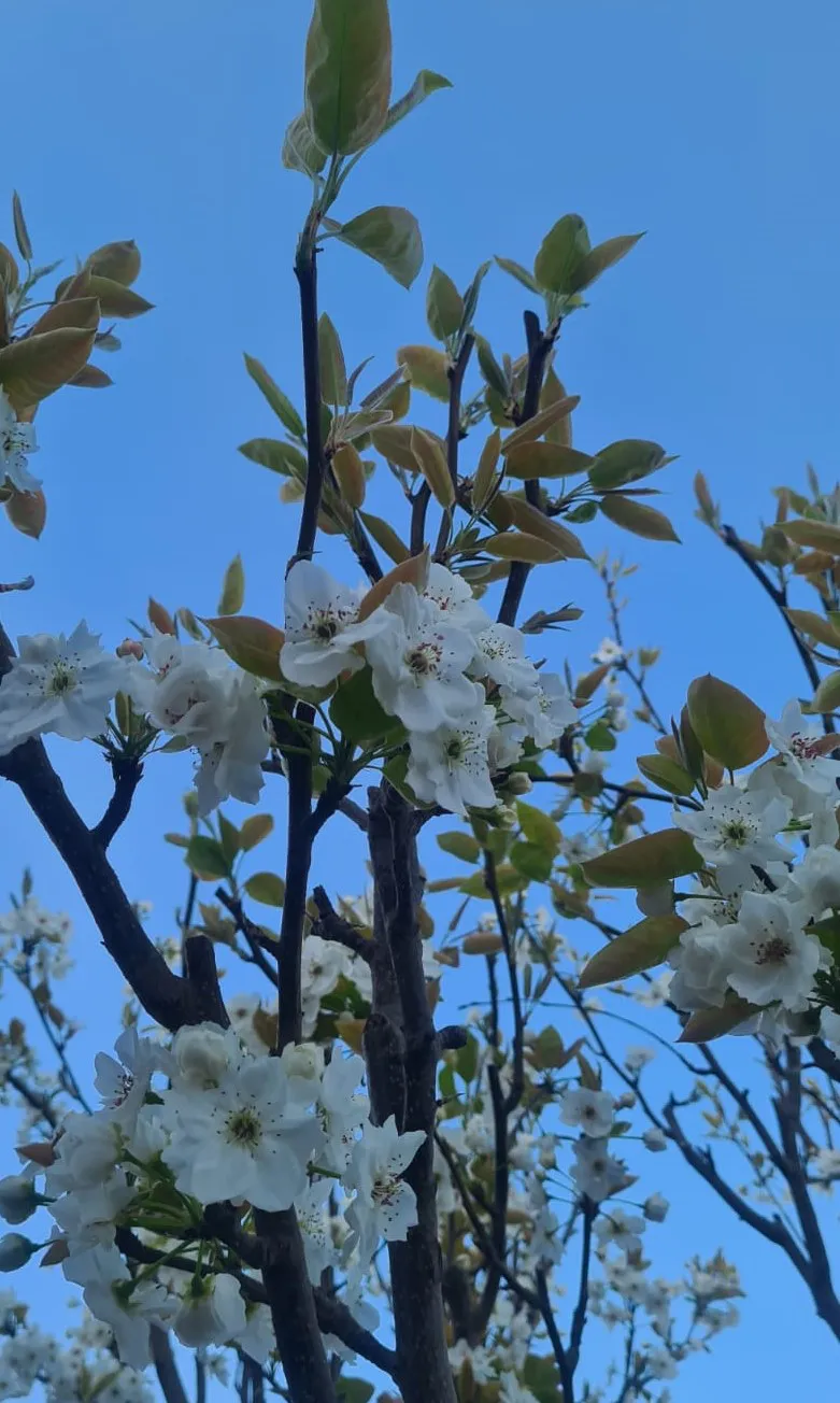 FRUTALES EN FLOR