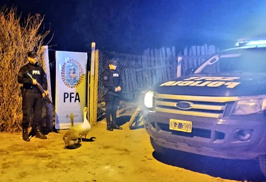 PFA allanamiento
