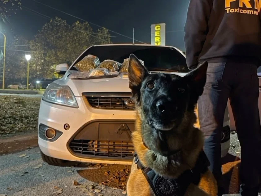 perro máximo