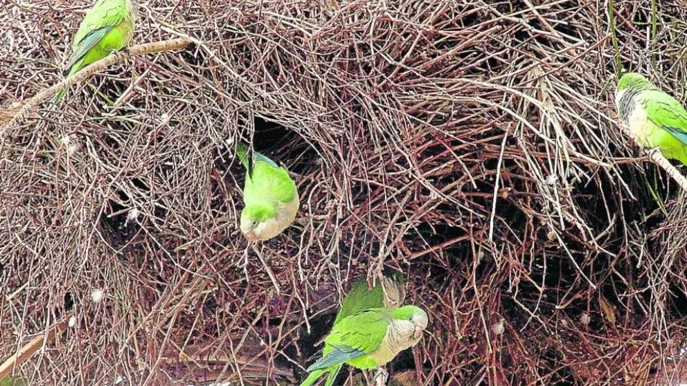 cotorras nido