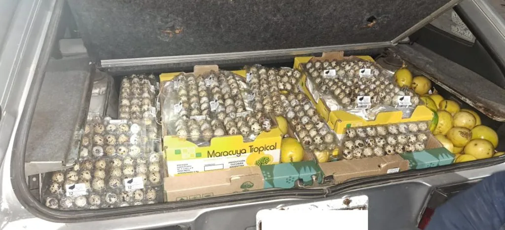 DECOMISO FRUTAS EXÓTICAS Y HUEVOS (1)